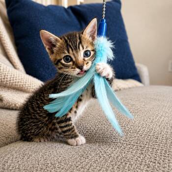 Outlaw -  Domestic Short Hair Cat for Adoption in Bryan, Texas - Outlaw | PetCurious