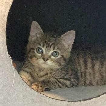 Bailey Bright Eyes -  Tabby and Domestic Short Hair Cat for Adoption in Friendswood, Texas - Bailey Bright Eyes | PetCurious