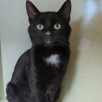 Domestic Short Hair Cats Available for Adoption - Diamond (Tux