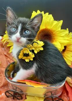 Tommy -  Domestic Medium Hair Cat for Adoption in Huntington Beach, California - Tommy | PetCurious