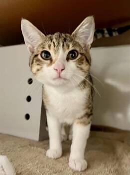 COLIN -  Domestic Short Hair Cat for Adoption in San Francisco, California - COLIN | PetCurious