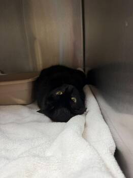 Domestic Short Hair Cats Available for Adoption - Gracie | PetCurious