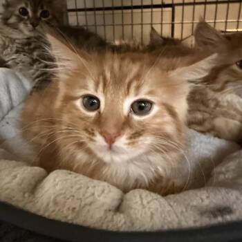 Domestic Medium Hair Cats Available for Adoption - Peep | PetCurious