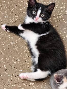 Cash -  Domestic Short Hair Cat for Adoption in Victor, New York - Cash | PetCurious