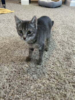 Rescue Domestic Short Hair Cats for Adoption in Trenton, New Jersey - Lysistrata | PetCurious