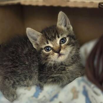 Georgie -  Domestic Short Hair Cat for Adoption in Westland, Michigan - Georgie | PetCurious