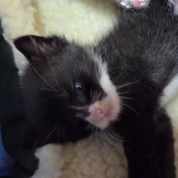 Henny -  Domestic Short Hair Cat for Adoption in Branson, Missouri - Henny | PetCurious