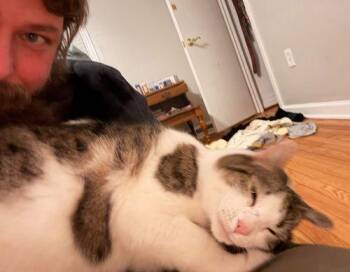 Rescue Tabby Cats for Adoption in Greenville, Delaware - Dustin (FCID# 12/03/2024 - 152) | PetCurious