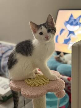 Nelson -  Domestic Short Hair Cat for Adoption in Blaine, Minnesota - Nelson | PetCurious