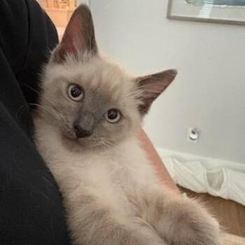 Aurora -  Snowshoe Cat for Adoption in Beaufort, South Carolina - Aurora | PetCurious