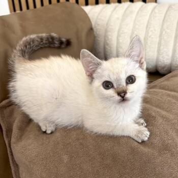 Maddy -  Siamese and Domestic Short Hair Cat for Adoption in Los Angeles, California - Maddy | PetCurious