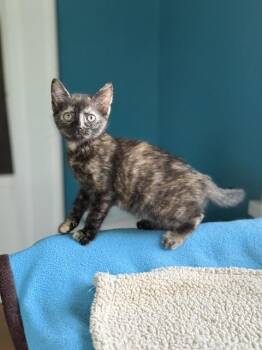 Ziggy -  Domestic Short Hair and Tortoiseshell Cat for Adoption in Houston, Texas - Ziggy | PetCurious