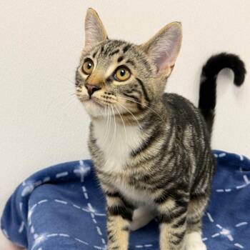 Chuckie Finster -  Domestic Short Hair Cat for Adoption in Sunnyvale, California - Chuckie Finster | PetCurious