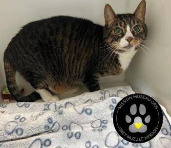 Le chat -  Domestic Short Hair Cat for Adoption in Delson, Quebec - Le Chat | PetCurious