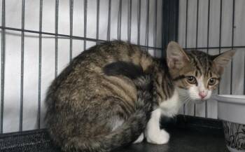 Rescue Domestic Short Hair and Tabby Cats for Adoption in Dickson, Tennessee - Pinto | PetCurious