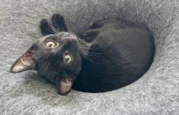Sequoia -  Domestic Short Hair Cat for Adoption in Penndel, Pennsylvania - Sequoia | PetCurious