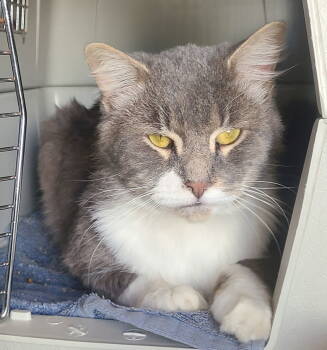 Rescue Domestic Medium Hair Cats for Adoption in Los Angeles, California - Tom Tom | PetCurious