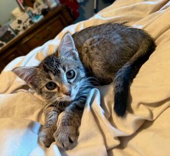 Jade Tabico Draminski 2 -  Domestic Short Hair Cat for Adoption in West Peoria, Illinois - Jade Tabico Draminski 2 | PetCurious