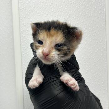 Ruffles -  Domestic Short Hair Cat for Adoption in Abilene, Texas - Ruffles | PetCurious