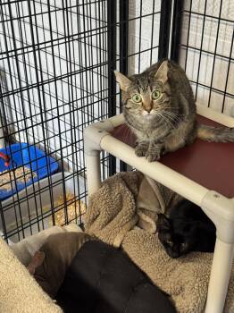 Dottie -  Domestic Short Hair Cat for Adoption in Hoopeston, Illinois - Dottie | PetCurious