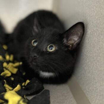 Lim -  Domestic Short Hair Cat for Adoption in Davenport, Iowa - Lim | PetCurious