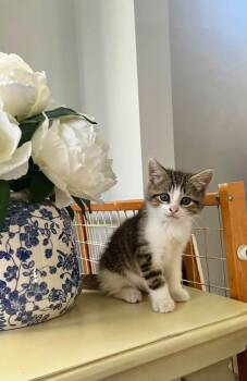 Matty -  American Shorthair Cat for Adoption in Mentor, Ohio - Matty | PetCurious