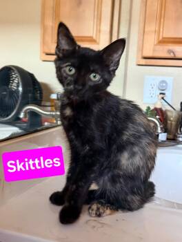 Skittles -  American Shorthair Cat for Adoption in Albuquerque, New Mexico - Skittles | PetCurious