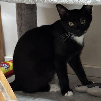 Domestic Short Hair Cats Available for Adoption - Freeway | PetCurious