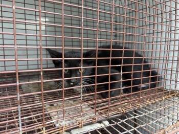 A657872 -  Domestic Short Hair Cat for Adoption in Houston, Texas - A657872 | PetCurious