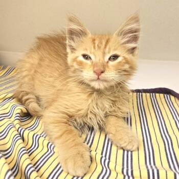Rory -  Domestic Medium Hair Cat for Adoption in Champaign, Illinois - Rory | PetCurious