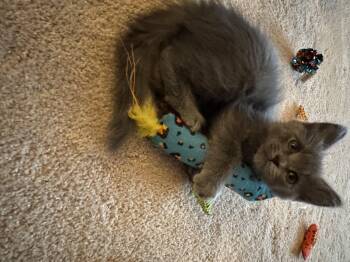 Domestic Long Hair Cats Available for Adoption in Ephrata, Washington - Zuko | PetCurious