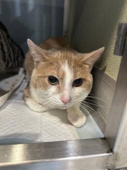 MCQUEEN -  Domestic Short Hair Cat for Adoption in Westminster, Maryland - MCQUEEN | PetCurious