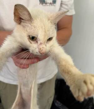 Skinny -  Domestic Short Hair Cat for Adoption in Louisville, Illinois - Skinny | PetCurious