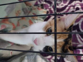 Sadie -  Calico Cat for Adoption in Mineola, Texas - Sadie | PetCurious