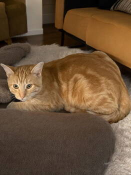 Rescue Domestic Short Hair Cats for Adoption in Champaign, Illinois - Winston | PetCurious