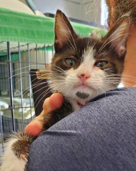 Domestic Short Hair Cats Available for Adoption in Denham Springs, Louisiana - Chrissy | PetCurious