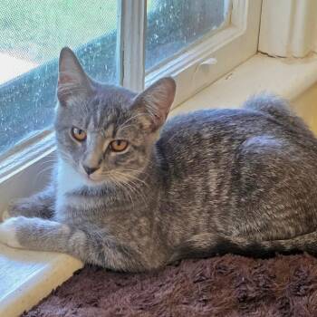 Han -  Domestic Short Hair Cat for Adoption in Newport News, Virginia - Han | PetCurious