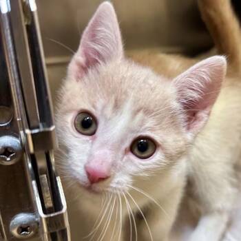 Domestic Short Hair Cats Available for Adoption in Walnut Creek, California - Rhody | PetCurious