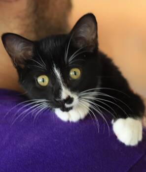 Domestic Short Hair Cats Available for Adoption in North Fort Myers, Florida - Ranger | PetCurious