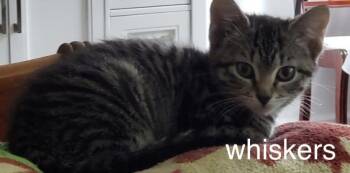 Whiskers -  Domestic Short Hair Cat Available for Adoption in Topsham, Maine - Whiskers | PetCurious