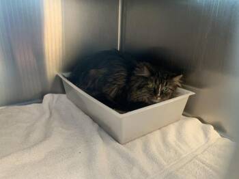 Orla -  Domestic Long Hair Cat for Adoption in Stratham, New Hampshire - Orla | PetCurious