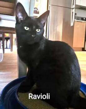 Ravioli -  Domestic Short Hair Cat for Adoption in Chertsey, Quebec - Ravioli | PetCurious
