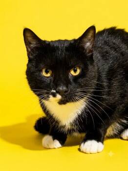 GILMORE -  Domestic Short Hair Cat for Adoption in Jacksonville, Florida - GILMORE | PetCurious