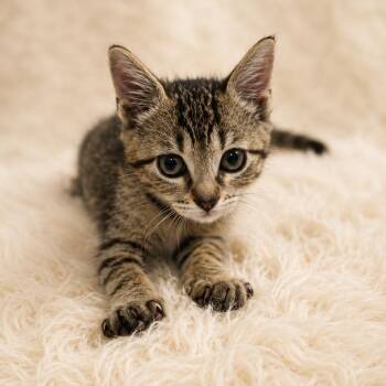 Teddy -  Domestic Short Hair Cat for Adoption in Tylertown, Mississippi - Teddy | PetCurious