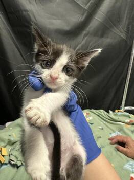 Maradona -  Domestic Short Hair Cat for Adoption in Pacifica, California - Maradona | PetCurious