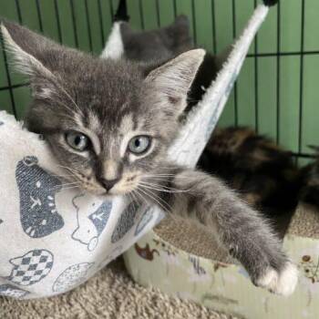 Sox -  Domestic Medium Hair and Tabby Cat for Adoption in Edmond, Oklahoma - Sox | PetCurious