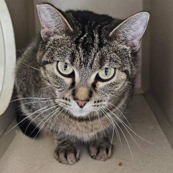 Domestic Short Hair Cats Available for Adoption - Olive | PetCurious