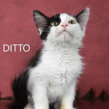 Domestic Medium Hair Cats Available for Adoption in Yuma, Arizona - Ditto/Coco | PetCurious