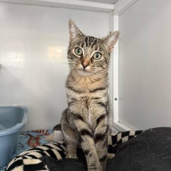 Diamond -  Domestic Short Hair Cat for Adoption in Oconto, Wisconsin - Diamond | PetCurious