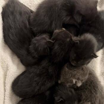 Domestic Short Hair Cats Available for Adoption in Los Angeles, California - Simon | PetCurious